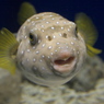 ふく