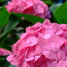 紫陽花4