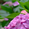 紫陽花5