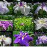 花菖蒲
