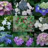 紫陽花