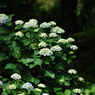 天龍寺の紫陽花