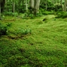 苔の楽園
