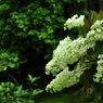 祇王寺の花
