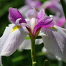 花菖蒲