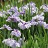 花菖蒲