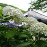 仁平寺の紫陽花　１