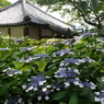 仁平寺の紫陽花　３