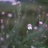 朝花