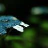 天龍寺の紫陽花