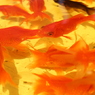 金魚を油でフライデー