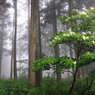 今どき(梅雨)の森林