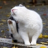 かいかい