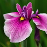 花菖蒲
