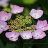 紫陽花