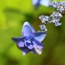 紫陽花