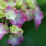 紫陽花