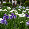 花菖蒲