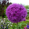 Purple Ball