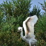 雛から若鳥へ