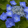 紫陽花