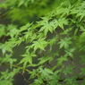 雨紅葉