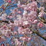 桜咲く