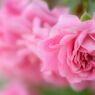 薔薇のはじらい　(バラ　１５）