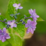 お台場の紫陽花２