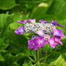 雨上がり紫陽花－７