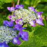 雨上がり紫陽花－８