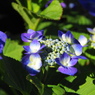 雨上がり紫陽花－１１