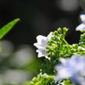 雨上がり紫陽花－１２