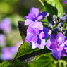 雨上がり紫陽花－１３