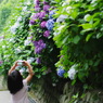 カメラ女子　AT　成就院　鎌倉紫陽花開花情報