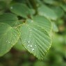 Rainy Day Ⅷ