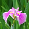 花菖蒲