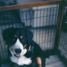 愛犬