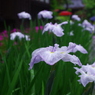 雨に負けぬ花