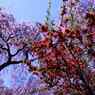 原谷苑の枝垂れ桜とボケの花の競演　　　7938