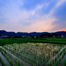 東京水田夕景色