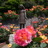 アンネのバラ（アンネのバラの教会） Rose of Anne Frank at 