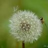 美しきマクロの世界　Beautiful world of macro.