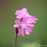 美しきマクロの世界　Beautiful world of macro.
