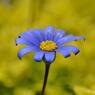 美しきマクロの世界　Beautiful world of macro.
