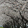 日本の美しい原風景　Beautiful scenery of Japan.