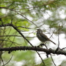 樹間に鳴く