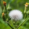 野草－１