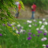 明月院の花菖蒲