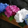 紫陽花